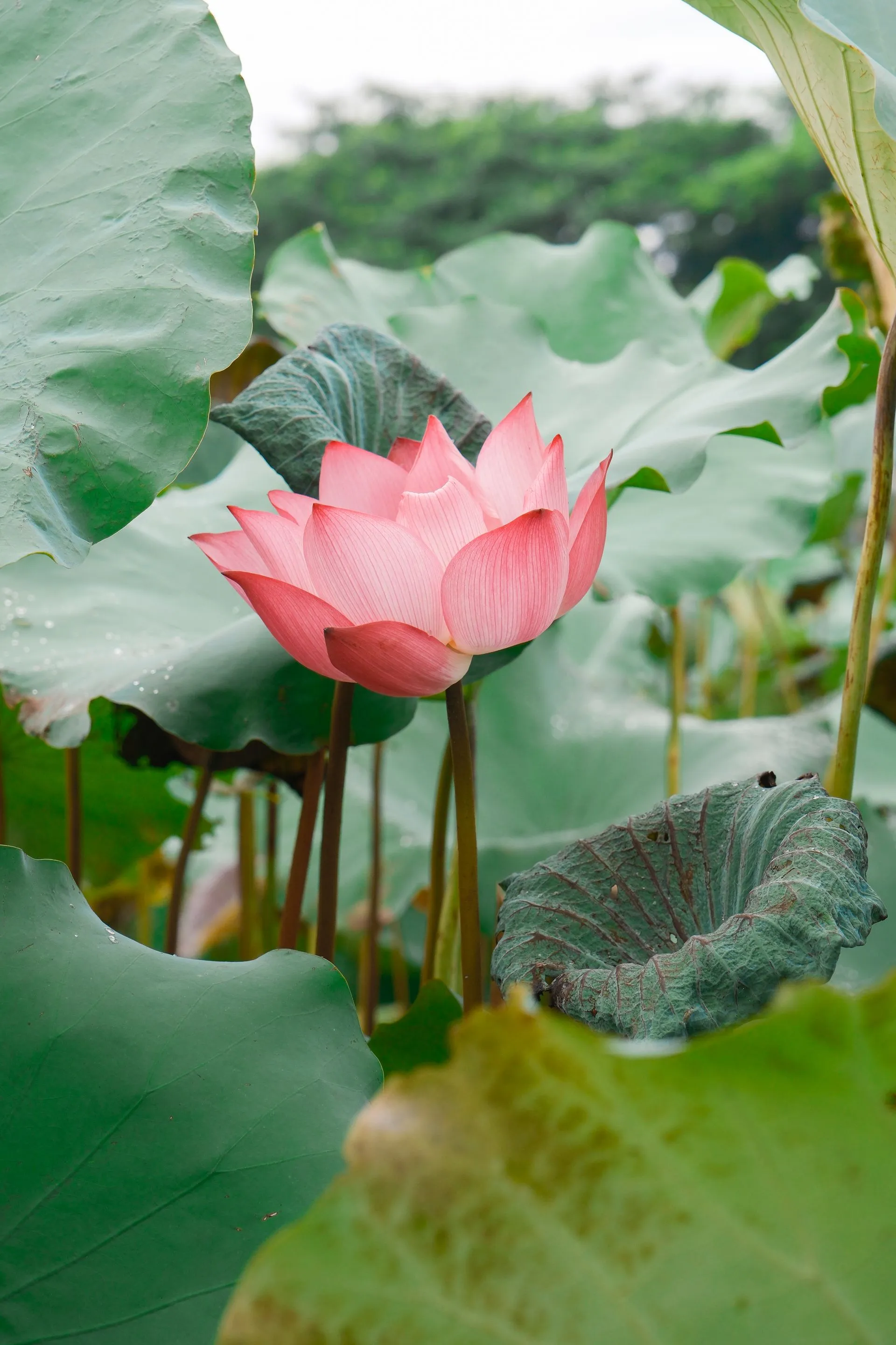 A pink lotus flower in bloom among broad green leaves